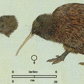 Southern Brown Kiwi
